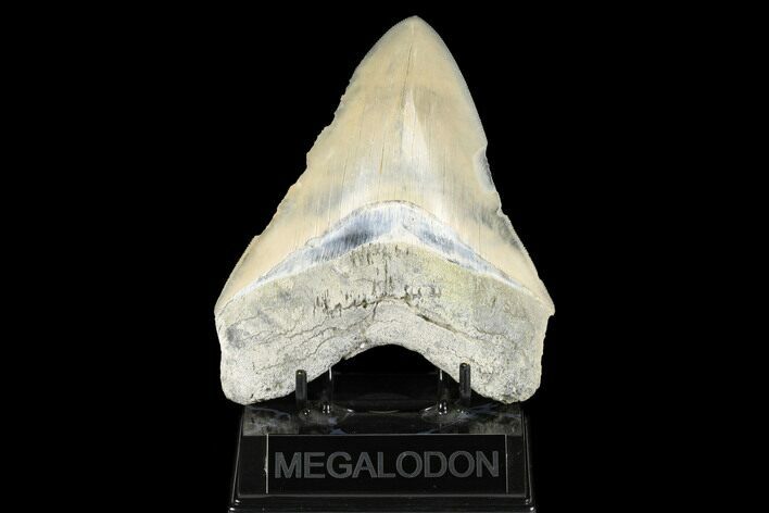 Serrated, Fossil Megalodon Tooth - Aurora, North Carolina #176568
